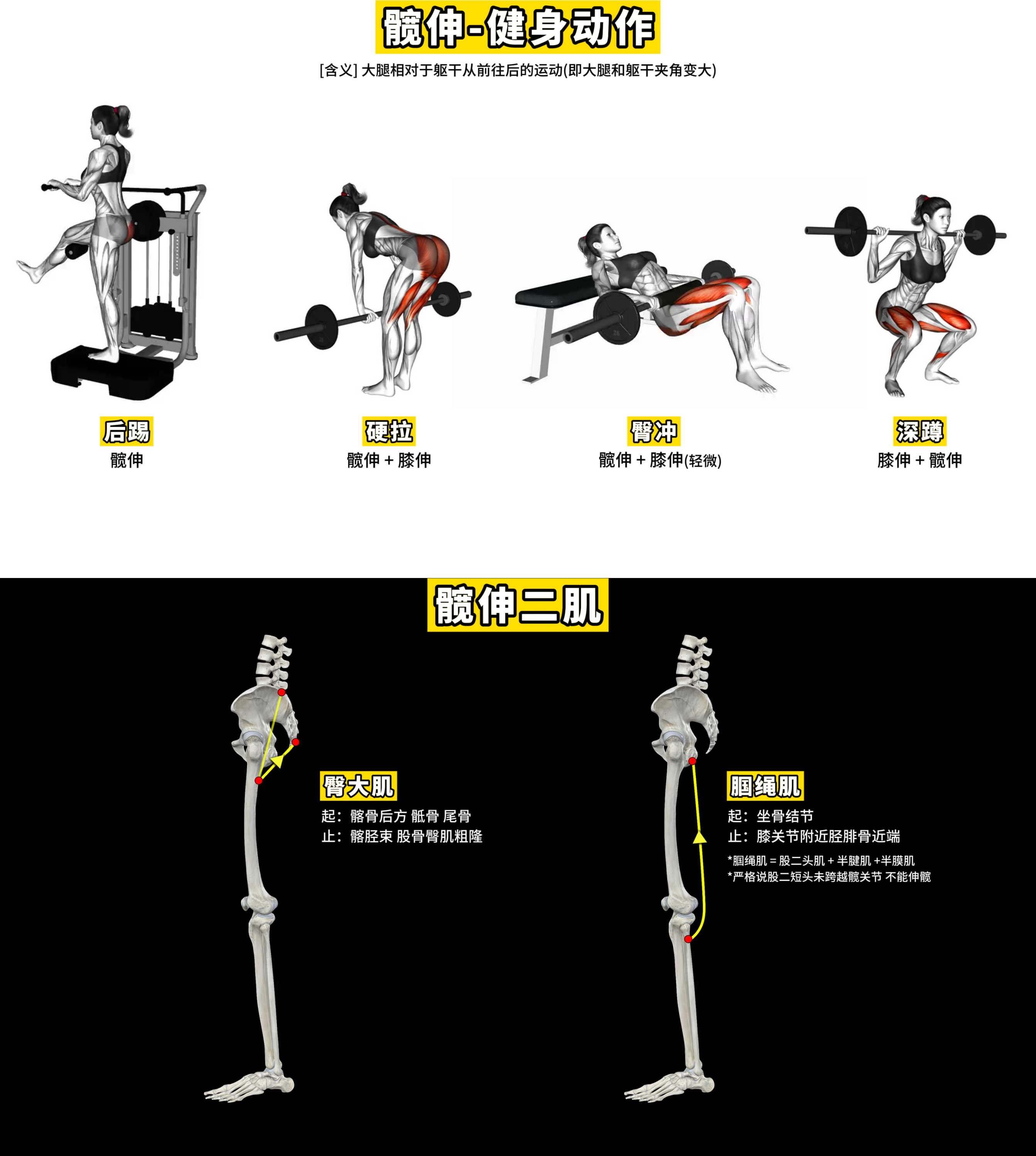 髋伸