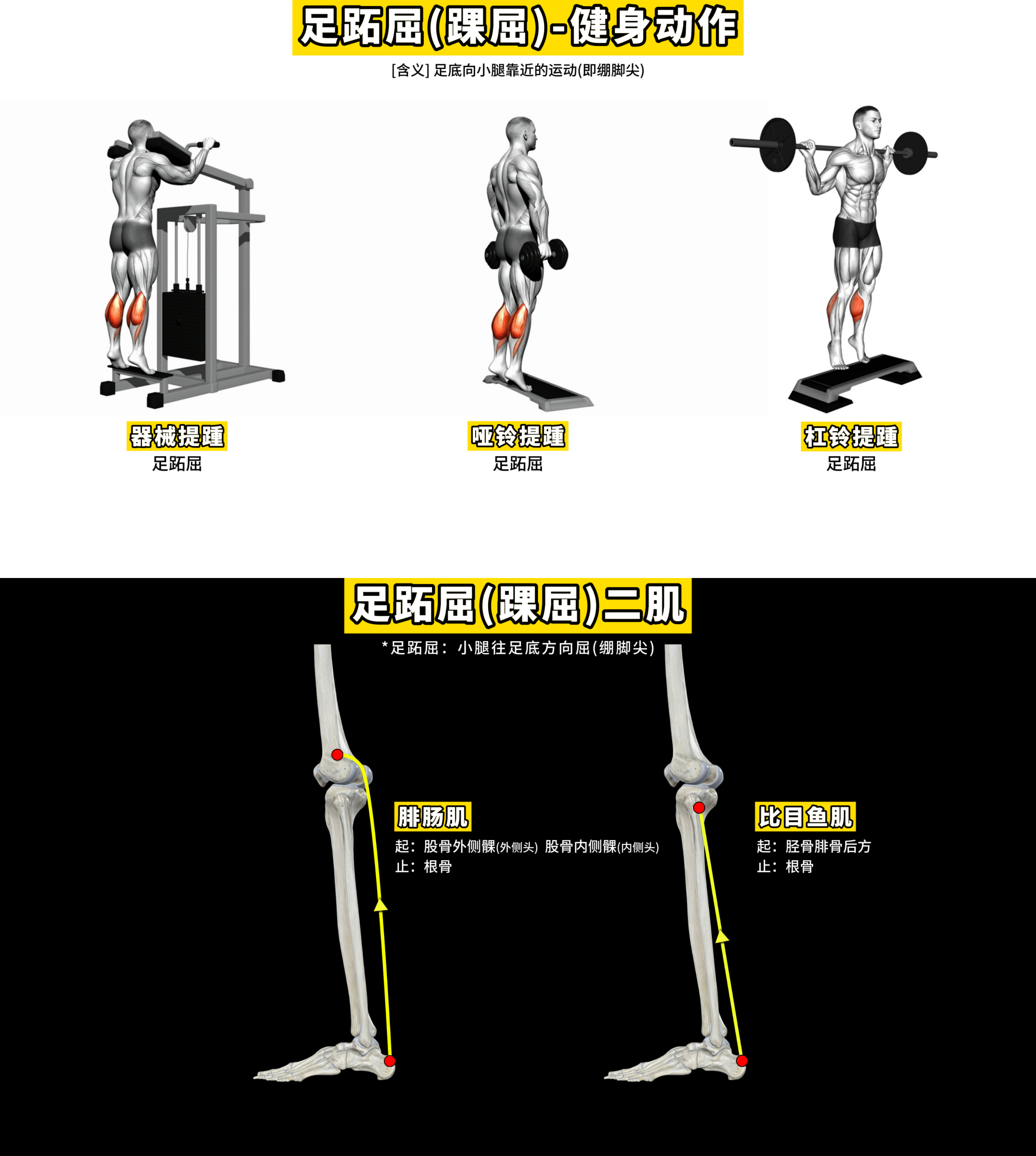 踝屈
