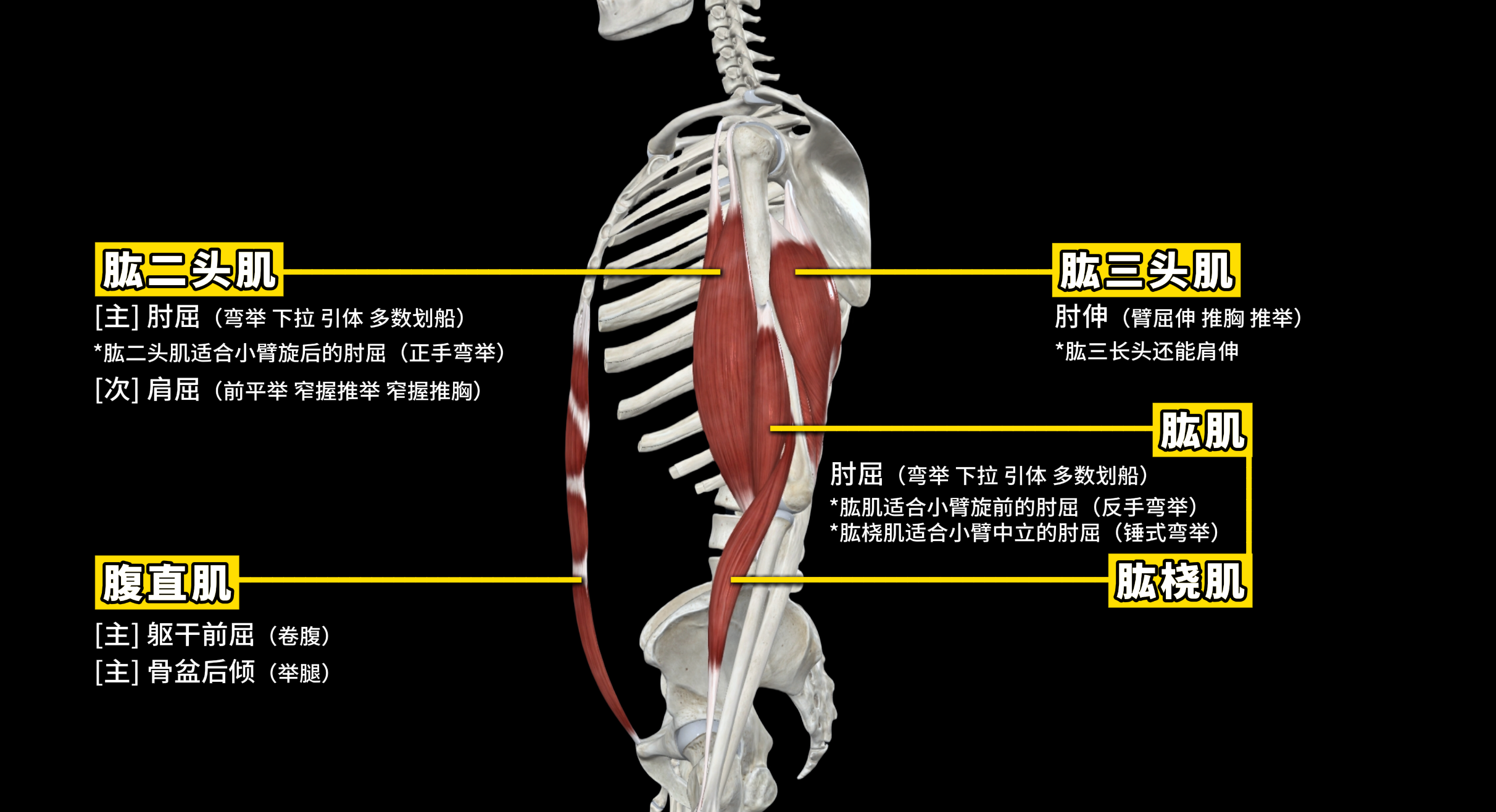 肱腹