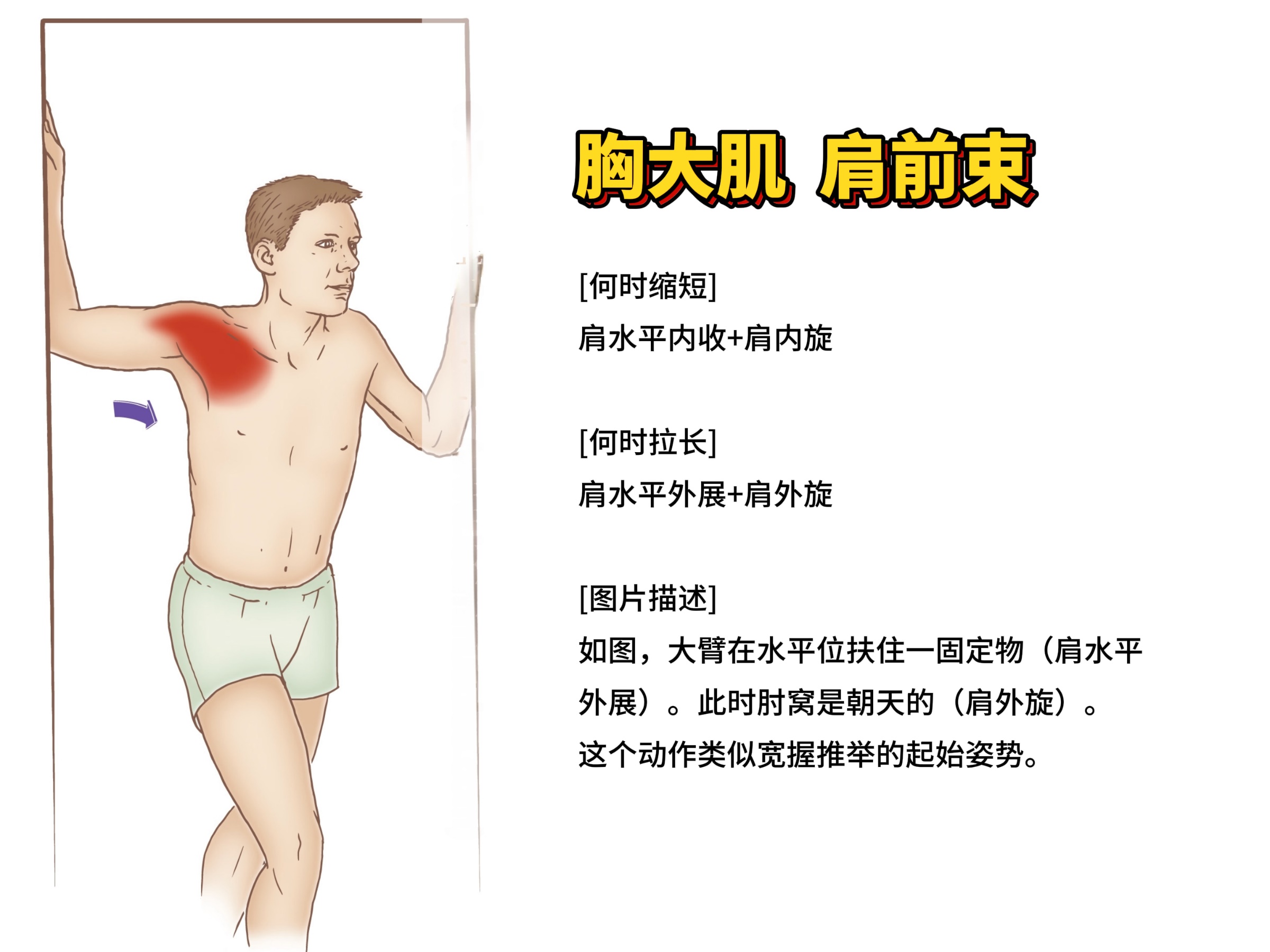 胸大肌、肩前束