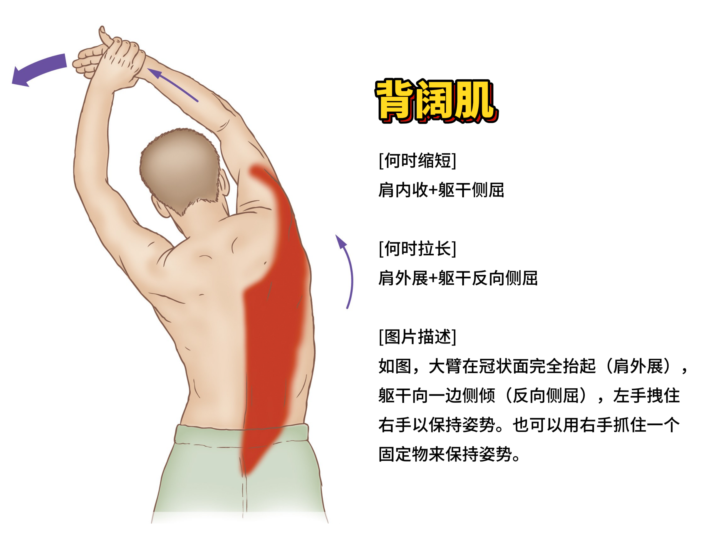 背阔肌