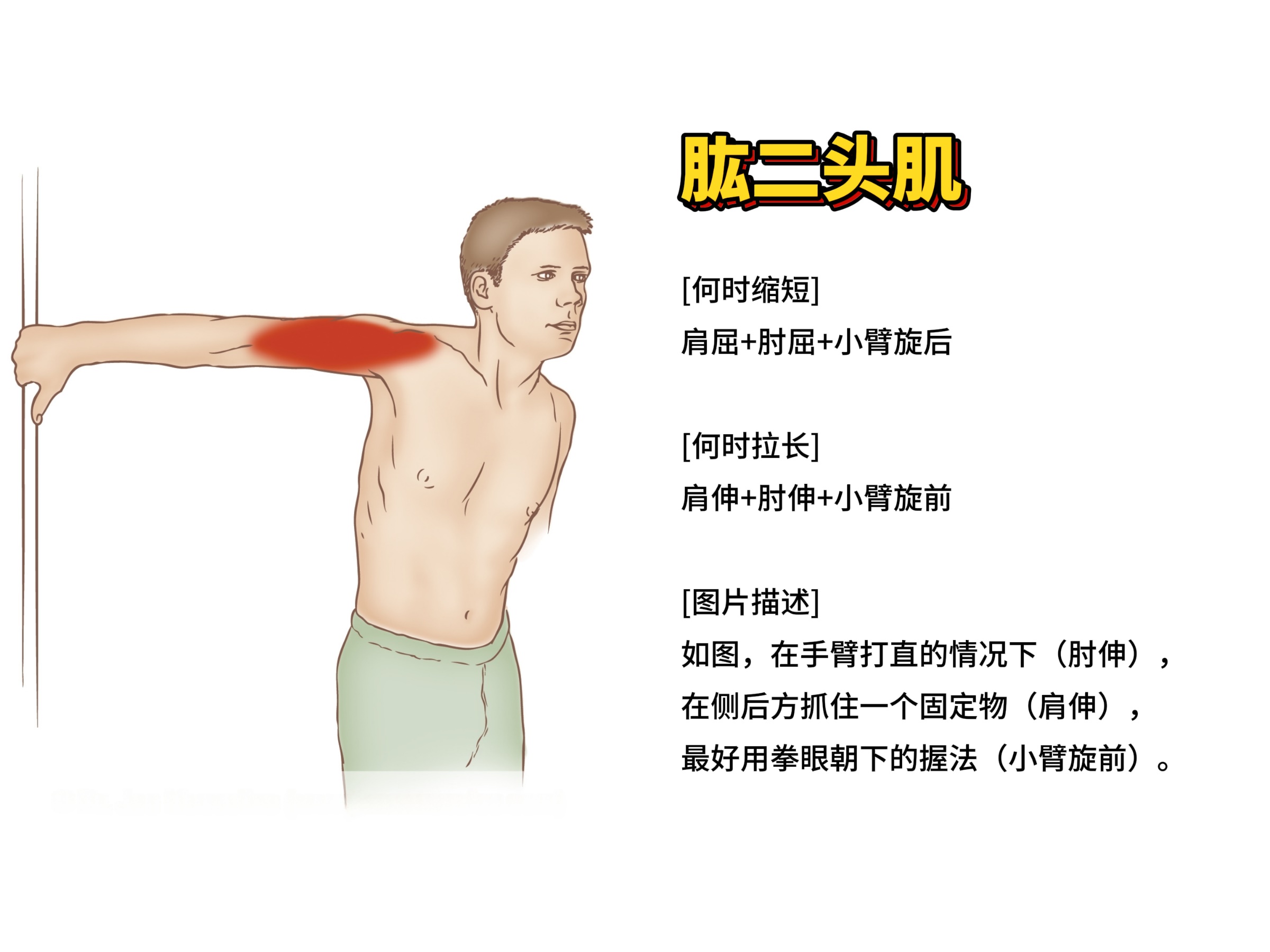 肱二头