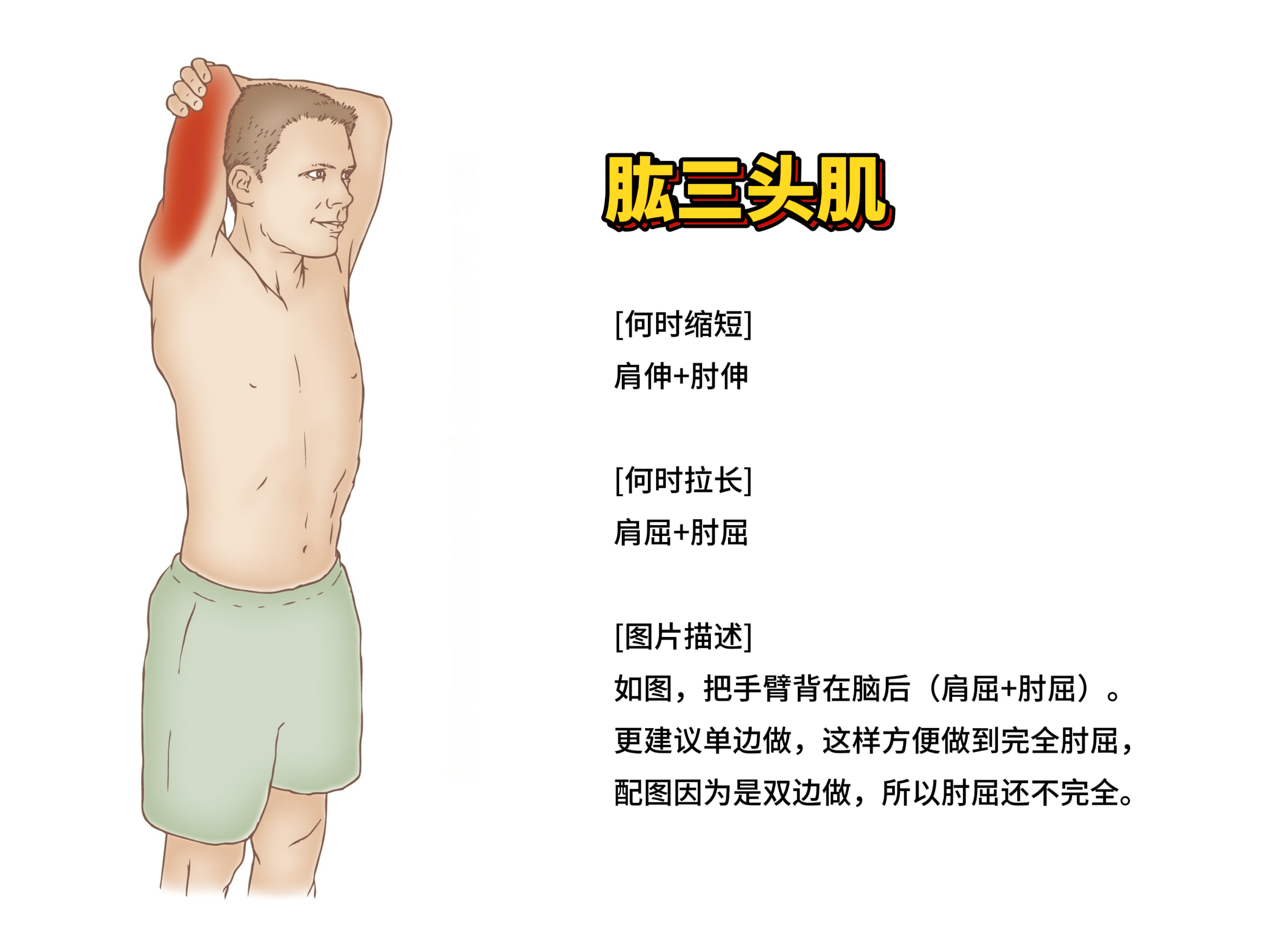 肱三头