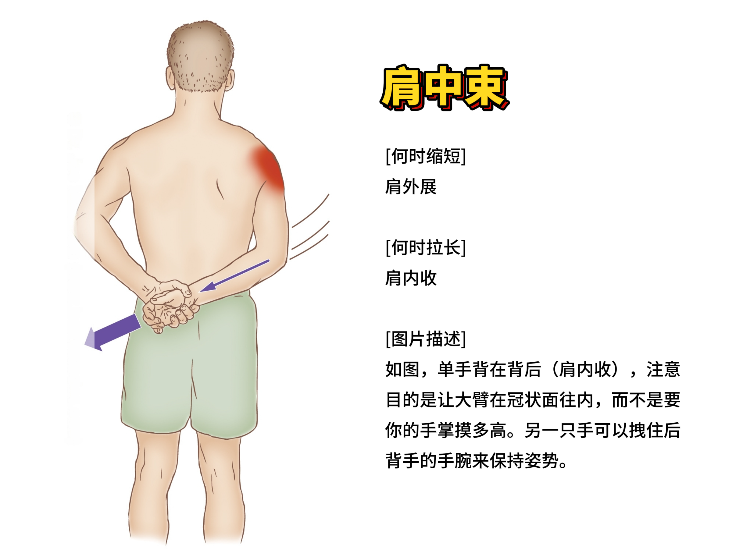 肩中束