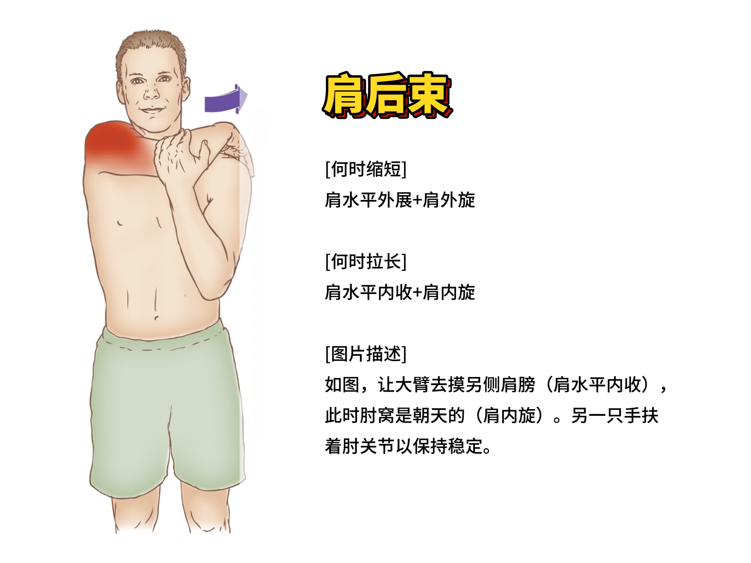 肩后束