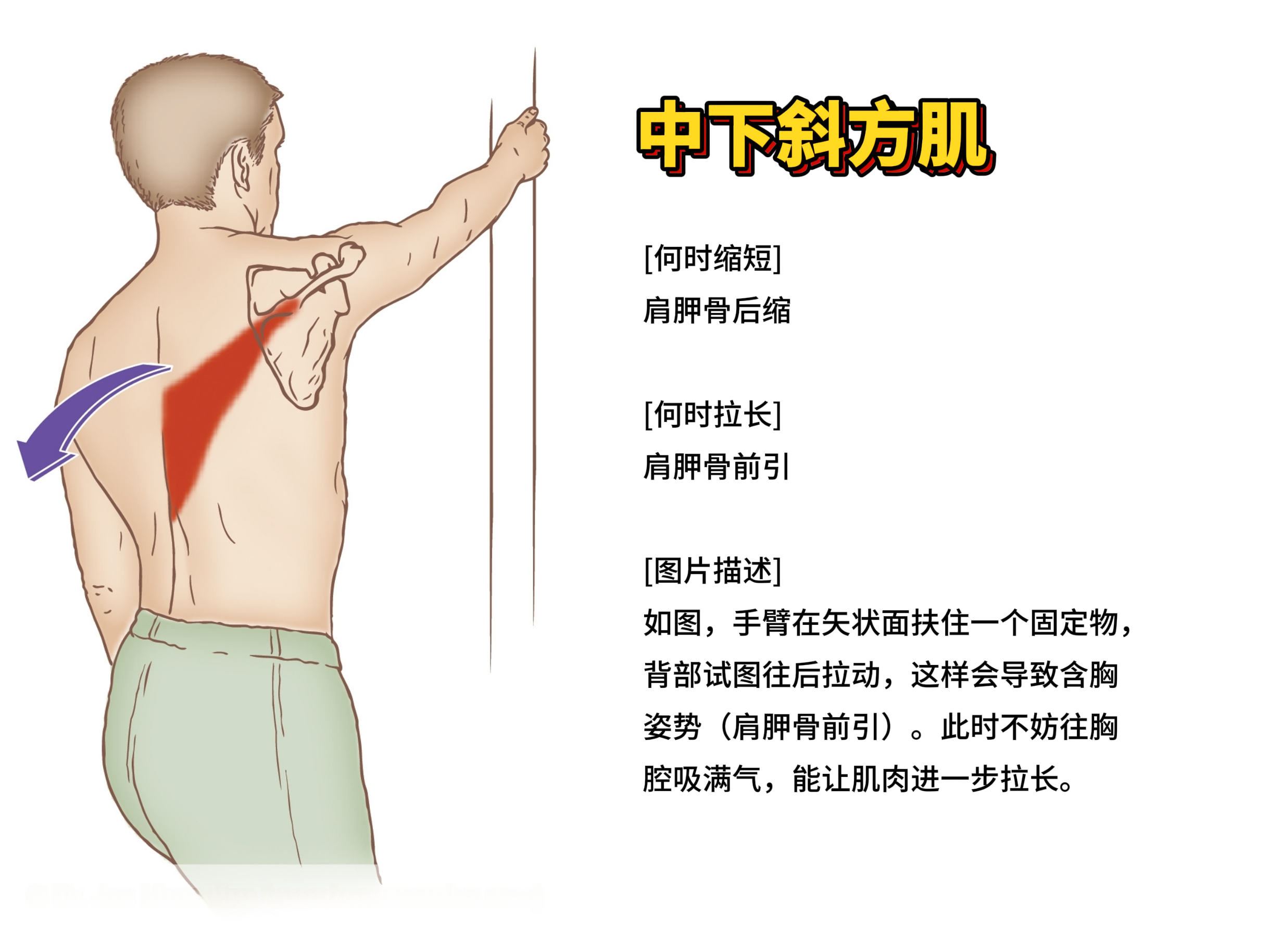 中下斜方