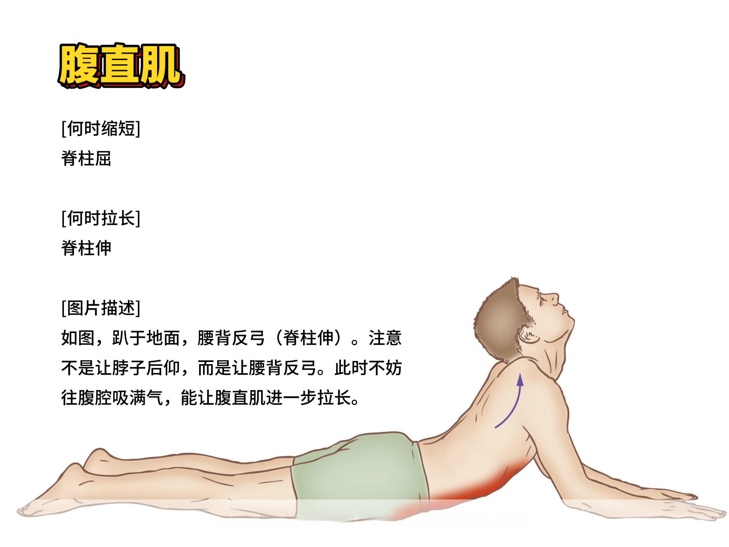 腹直肌