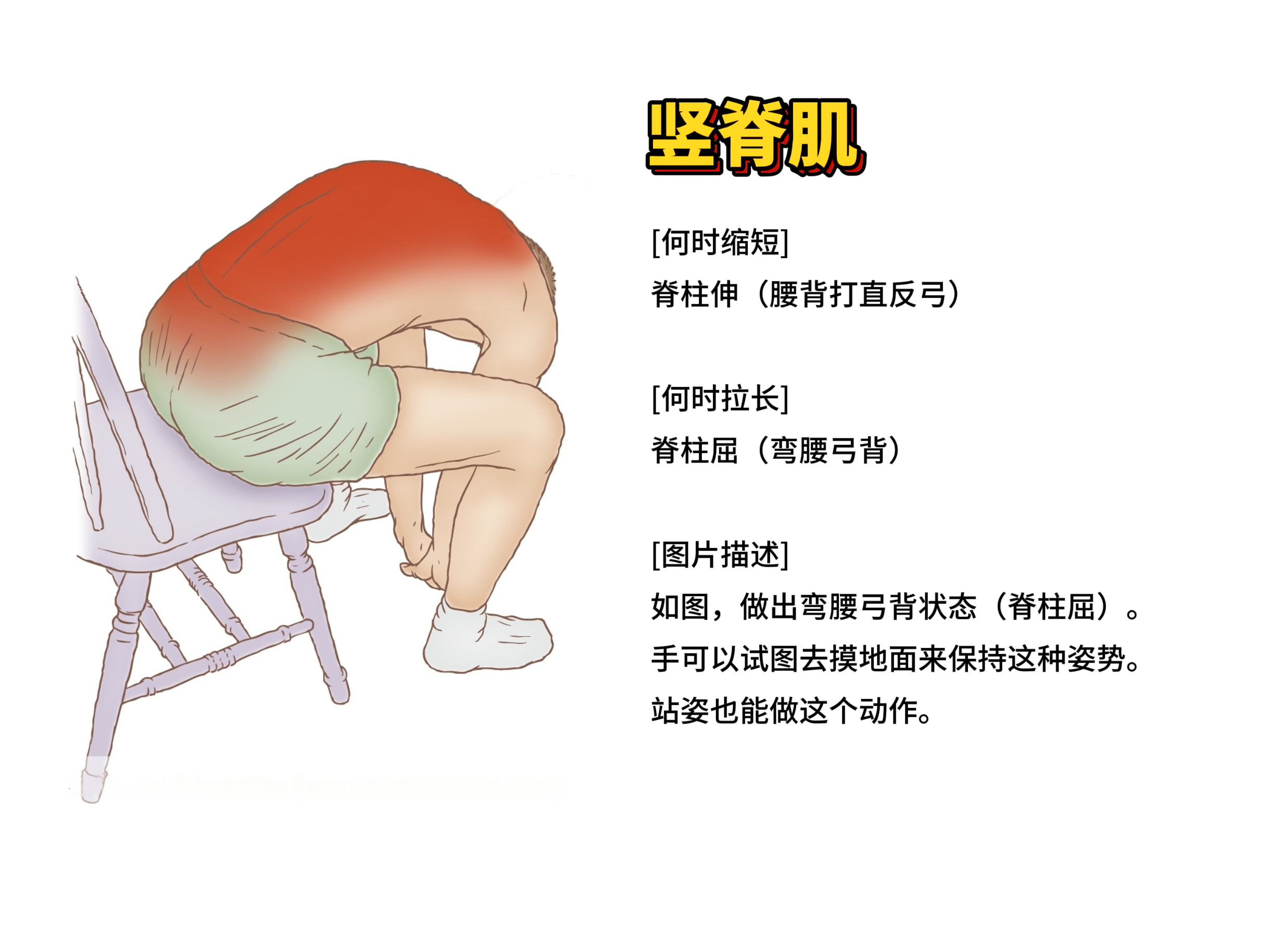竖脊肌